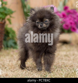 Deutscher Zwergspitz Stockfoto