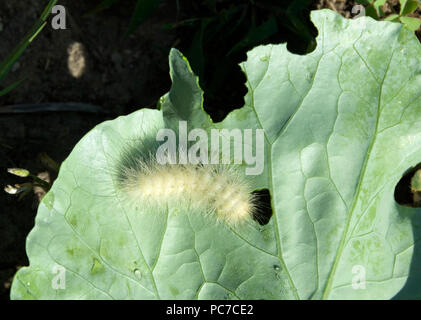 Gelbe Woolly tragen, Caterpillar, Halysidota tessellaris, Fütterung auf collard Blatt, Brassica oleracea. Larve von Virginia Tiger Moth, Spilosoma virginica Stockfoto