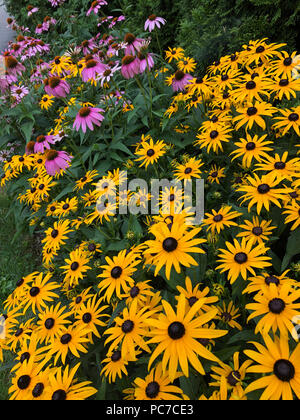 Englischer Garten mit coneflower und Black Eyed Susans. Stockfoto