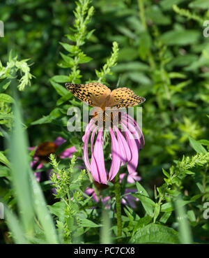 Great Spangled Fritillary Schmetterling, Speyeria Cybele, Sonnenhut, Echinacea purpurea Stockfoto