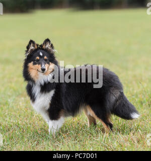 Shetland sheepdog Stockfoto