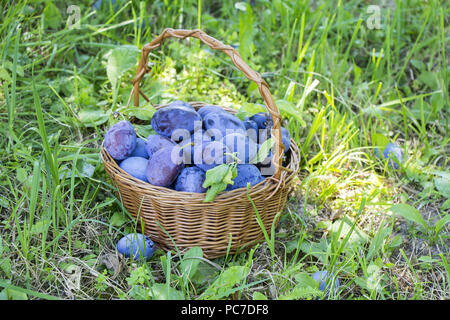 Pflaumen in den hölzernen Warenkorb auf grünem Gras Stockfoto