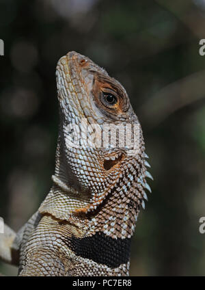 Madagassischen Collared Iguana (Oplurus Cuvieri) Nahaufnahme des Erwachsenen, der Madagassischen endemisch Ampijoroa Wald Station, Ankarafantsika finden, Madagaskar Stockfoto