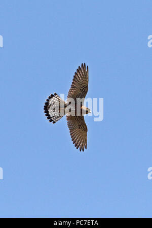 Madagaskar Turmfalke (Falco newtoni Newtoni) refous Morph nach im Flug, madagassischen endemisch Antananarivo, Madagaskar November Stockfoto