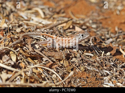 Madagaskar 3-eyed Lizard (Chalarodon madagascariensis) Erwachsenen auf dem sandigen Boden, der Madagassischen endemisch Parc Mosa, Ifaty, Madagaskar Novemb Stockfoto