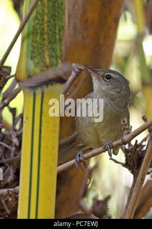 Madagaskar Brush-Warbler (Nesillas typica typica) Erwachsenen thront auf Bambus, madagassischen endemisch Antananarivo, Madagaskar November Stockfoto