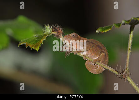 Kurze-horned Chameleon (Calumma brevicorne) Erwachsenen auf dem Zweig in der Nacht ausruhen, madagassischen Endemisch Perinet, Madagaskar Oktober Stockfoto