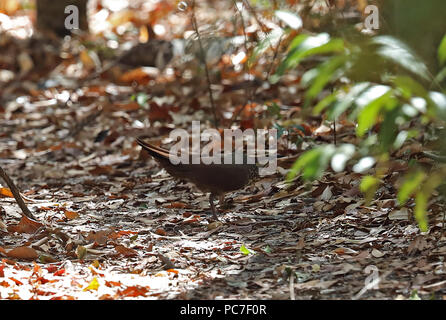 White-breasted Mesite (Mesitornis variegatus) Erwachsenen zwischen Anschluss läuft, madagassischen endemisch Ampijoroa Wald Station, Ankarafantsika finden, Madaga Stockfoto