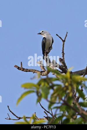 White-headed Vanga (Artamella viridis annæ) Erwachsene auf die baumkrone sitzend, madagassischen endemisch Ampijoroa Wald Station, Ankarafantsika finden, Madagasca Stockfoto