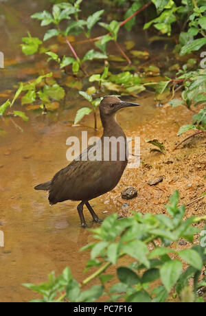 White-throated Rail (Dryolimnas cuvieri Cuvieri) Unreife at Waters Edge, madagassischen Endemisch Perinet, Madagaskar Oktober Stockfoto