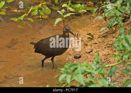 White-throated Rail (Dryolimnas cuvieri Cuvieri) Unreife at Waters Edge, madagassischen Endemisch Perinet, Madagaskar Oktober Stockfoto