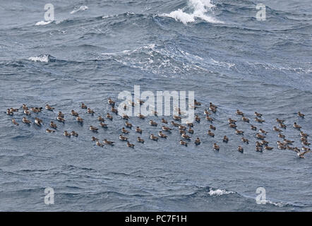 Kap Verde Shearwater (Calonectris borealis) floss der Vögel auf dem See Kap Verde, Atlantik kann Stockfoto