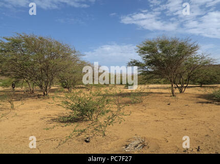 Trockene sandige scrub Insel Santiago, Kap Verde April Stockfoto