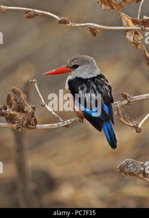 Graue Kingfisher (Halcyon leucocephala acteon) Erwachsene auf die toten Zweig der Insel Santiago thront, Kap Verde April Stockfoto