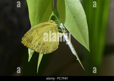 Gemeinsame Gras gelb butterffly (Eurema hecabe simulata) erwachsenen Weibchen mit Ei, July-Trivandrum, Kerala, Indien Stockfoto