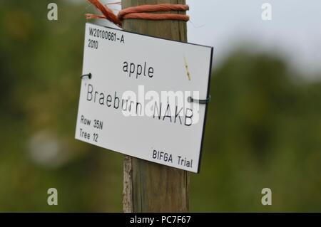 Apple Braeburn Stockfoto