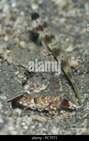 Tiger Snapping Shrimp (Alpheus bellulus), mit Arcfin Shrimpgoby (Amblyeleotris arcupinna) reinigen, um Schmutz aus der Bohrung auf schwarzem Sand, Hei Nus Tauchplatz, Stockfoto