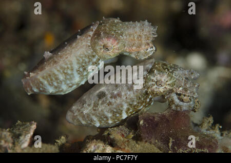 Crinoid Tintenfische (Sepia sp.), Paar, Critter Hunt Tauchplatz, der Lembeh Straße, Sulawesi, Indonesien Stockfoto