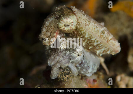 Crinoid Tintenfische (Sepia sp.), Paar, Critter Hunt Tauchplatz, der Lembeh Straße, Sulawesi, Indonesien Stockfoto