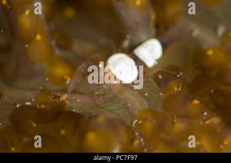 Eierschale Garnelen (Hamopontonia corallicola), getarnt in der Anemone mit Acoel Plattwürmer (Waminoa sp.), Magic Crack Tauchplatz, Lembeh Straits, Sulawes Stockfoto