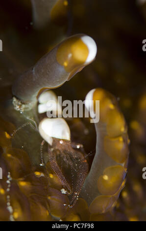 Eierschale Garnelen (Hamopontonia corallicola), getarnt in der Anemone mit Acoel Plattwürmer (Waminoa sp.), Magic Crack Tauchplatz, Lembeh Straits, Sulawes Stockfoto