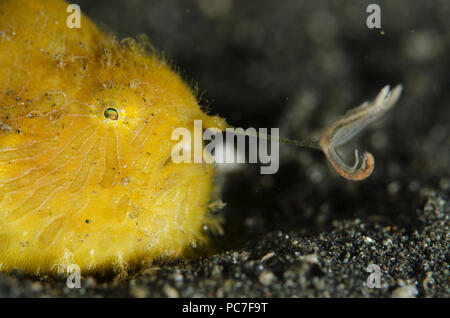 Gestreifter Anglerfisch (Antennarius striatus), mit Worm-wie Lure auf schwarzem Sand, Aer Bajo Dive Site, Lembeh Straits, Sulawesi, Indonesien Stockfoto