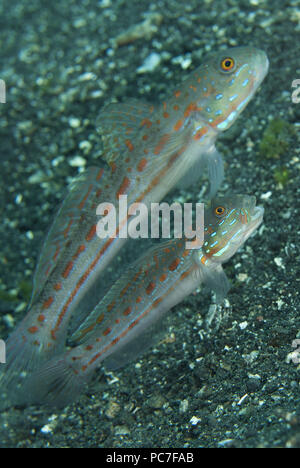 Orange - gestrichelte Grundel (Valenciennea puellaris), ein Paar die "gähnen" Warnung auf schwarzem Sand, Jari Jari Tauchplatz, der Lembeh Straße, Sulawesi, Indonesien Stockfoto