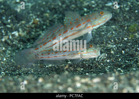 Orange - gestrichelte Grundel (Valenciennea puellaris), ein Paar die "gähnen" Warnung auf schwarzem Sand, Jari Jari Tauchplatz, der Lembeh Straße, Sulawesi, Indonesien Stockfoto