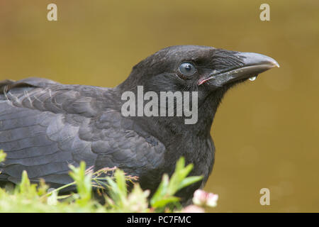 In der Nähe von Jugendlichen Rabenkrähe Corvus corone Trinken an einem Gartenteich in Berwickshire, Scottish Borders im Juli. Stockfoto