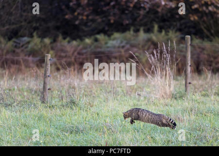 Die europäische Wildkatze (Felis silvestris silvestris), nach der sich, Jagd Maus auf Wiese, Hunsr ck', Rheinland-Pfalz, Deutschland, Oktober Stockfoto