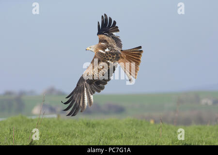 Rotmilan (Milvus milvus), unreife Weiblichen im Flug, West Yorkshire, England, April (von in Gefangenschaft gehaltenen Vögeln) Stockfoto