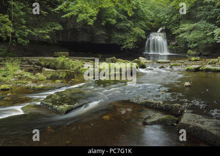 Blick auf den Wasserfall, Kessel fällt, Walden Beck, Fluß Ure, Heidelsheim, Wensleydale, Yorkshire Dales N.P., North Yorkshire, England, August Stockfoto