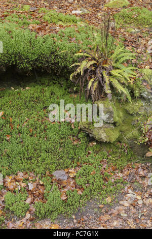 Harte Farn (Blechnum spicant), Moos und Laub, Hebden Dale, West Yorkshire, England, Oktober Stockfoto