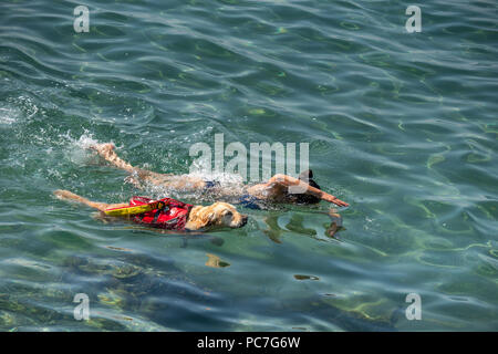 Triest, Italien, vom 31. Juli 2018. Der Hund trägt ein schwimmendes Gerät schwimmt neben eine Frau, die in der Adria vor der Küste von Triest, Italien. Foto von E Stockfoto