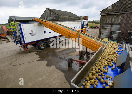 Laden von Kartoffeln auf einem Lkw auf einem Bauernhof, Ormskirk, Lancashire. Stockfoto