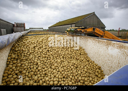 Laden von Kartoffeln auf einem Lkw auf einem Bauernhof, Ormskirk, Lancashire. Stockfoto
