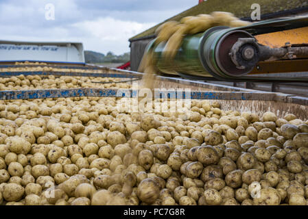 Laden von Kartoffeln auf einem Lkw auf einem Bauernhof, Ormskirk, Lancashire. Stockfoto