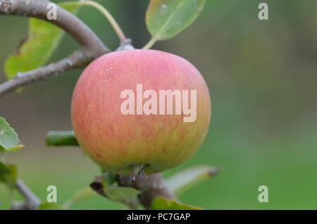 Apple Weihnachten Pippin Stockfoto