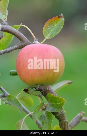 Apple Weihnachten Pippin Stockfoto