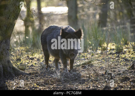 Wildschwein säen, Bowland Wildschwein Park, Chipping, Preston, Lancashire, Großbritannien. Stockfoto