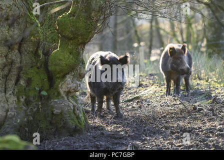 Wildschwein Sauen, Bowland Wildschwein Park, Chipping, Preston, Lancashire, Großbritannien. Stockfoto