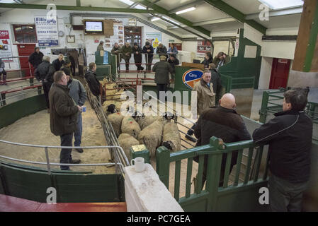 Verkauf von Schafen an Hawes Auktion Mart, Hawes, North Yorkshire. Stockfoto