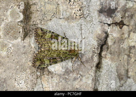 Grüne Bögen Motte (Anaplectoides prasina) Erwachsenen auf Baumstamm, Monmouth, Wales, Juni Stockfoto