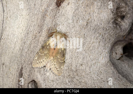 Lobster Moth (Stauropus fagi) erwachsenen männlichen auf Baumstamm, Monmouth, Wales, kann Stockfoto