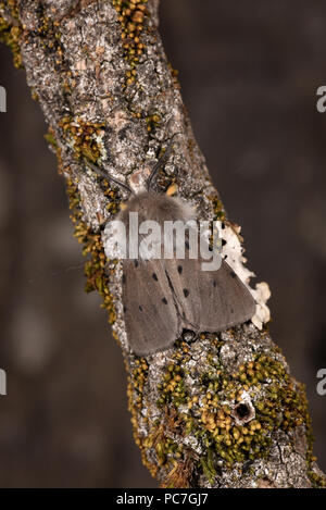 Musselin Motte (Diaphora mendica) erwachsenen männlichen auf Zweig, Monmouth, Wales, Juni Stockfoto