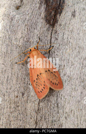 Rosy Lackei Motte (Miltochrista Miniata) Erwachsenen auf Baumstamm, Monmouth, Wales, Juli Stockfoto