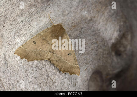 Überbackene Hazel Motte (Odontopera bidentata) Erwachsenen auf Baumstamm, Monmouth, Wales, kann Stockfoto