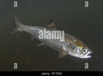 Atlantischer Lachs (Salmo salar) Jugendkriminalität, Schwimmen in einen Rand von Meer Loch,, Schottland, Shetland, August Stockfoto