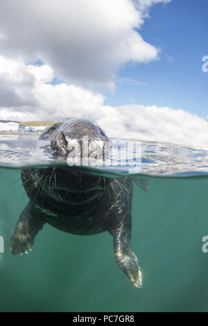 Kegelrobbe Halichoerus grypus, Stier, Dichtung untersuchen, Noss, Shetland, August Stockfoto