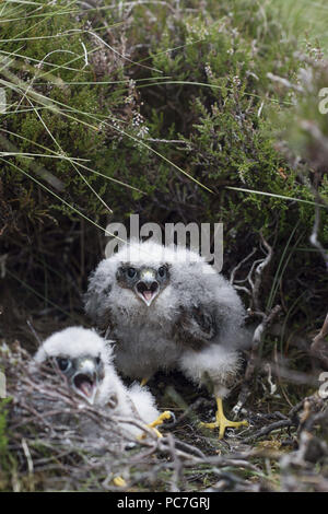 Merlin, Falco columbarius, ein paar Küken in Nest, Kreischen, Sheltand (unter Lizenz fotografiert) Stockfoto